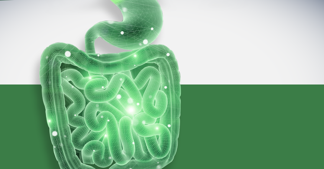 Síndrome de Intestino Irritable: Un Enfoque Prometedor con Glutamina y Probióticos